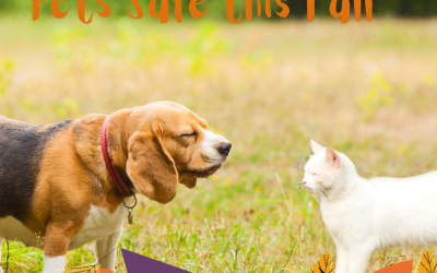 Pets Safety Tips for this Fall
