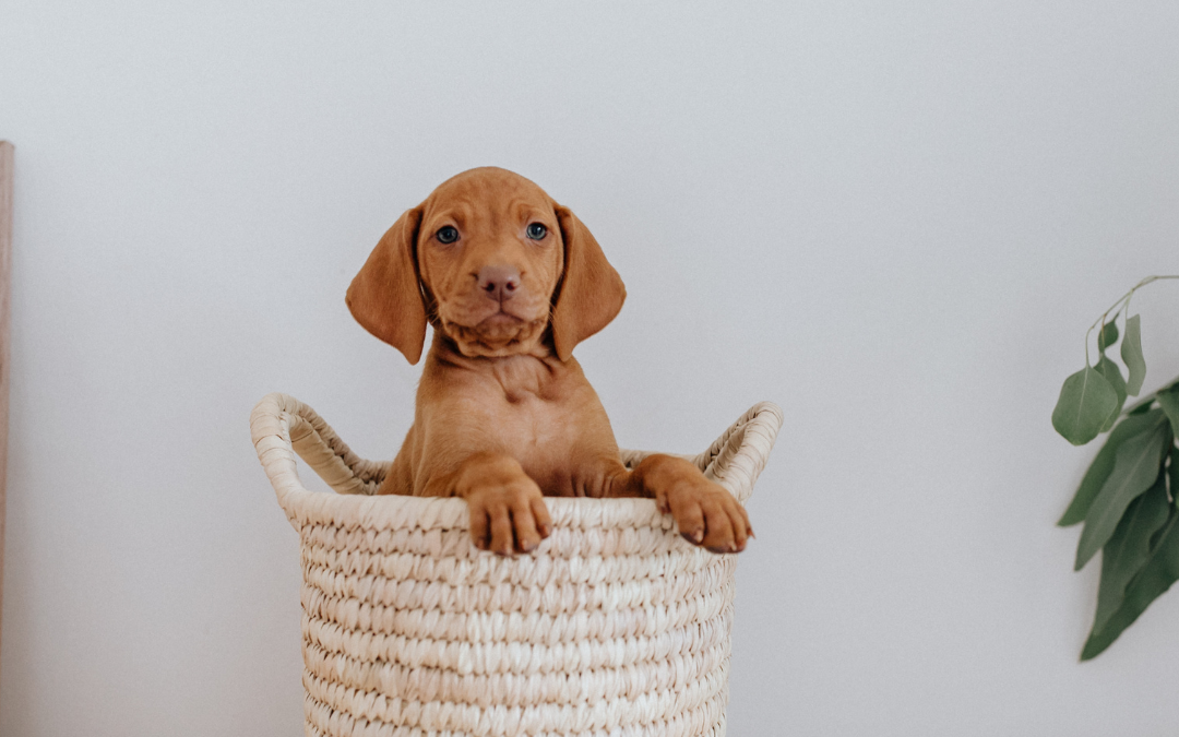 Puppy Potty Training: A Guide to Your Furry Friend’s Bathroom Breaks