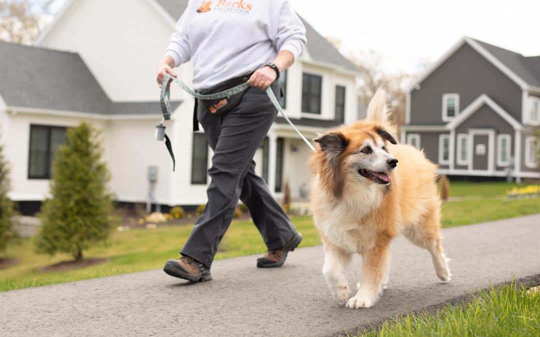 Caring for Your Senior Dog in Southeastern CT (Without Slowing Their Joy) 🐾🧡