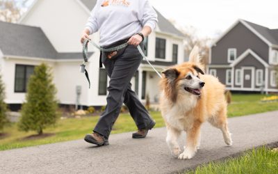 Caring for Your Senior Dog in Southeastern CT (Without Slowing Their Joy) 🐾🧡