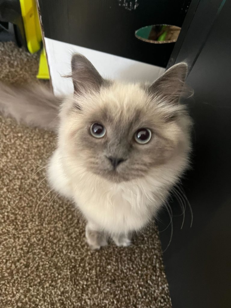 fluffy kitten looking up at the camera - cat care - litter box - stonington ct