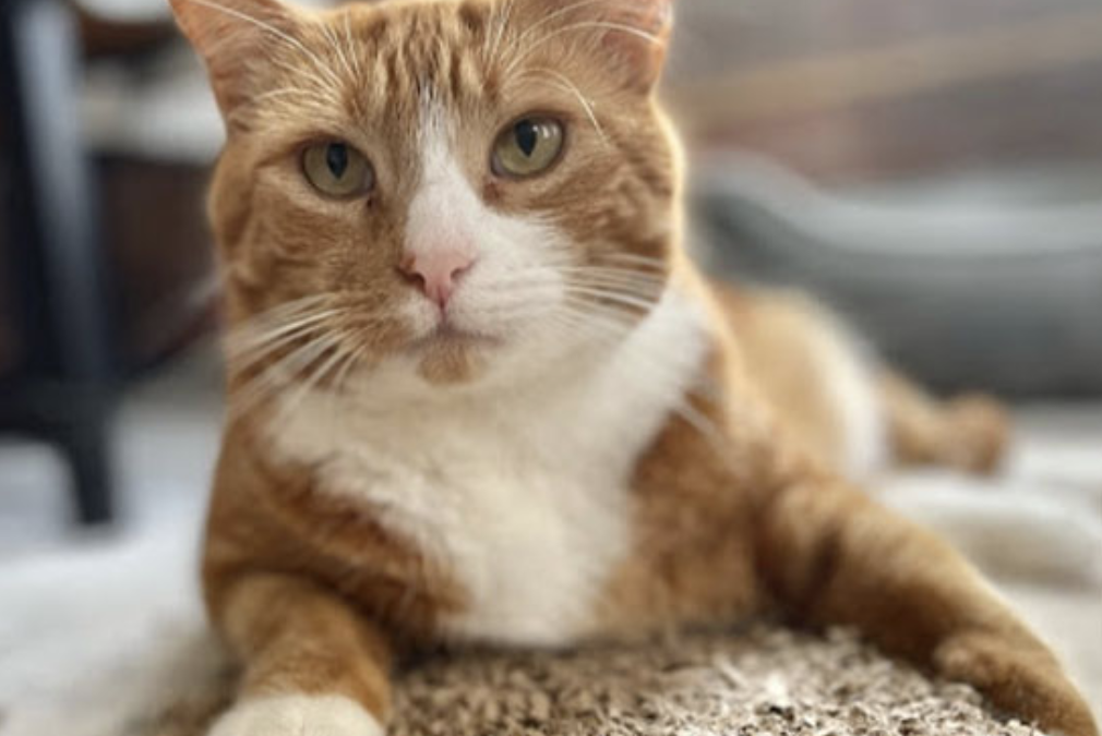 Cat Enrichment for Busy Owners: Keep Your Kitty Happy