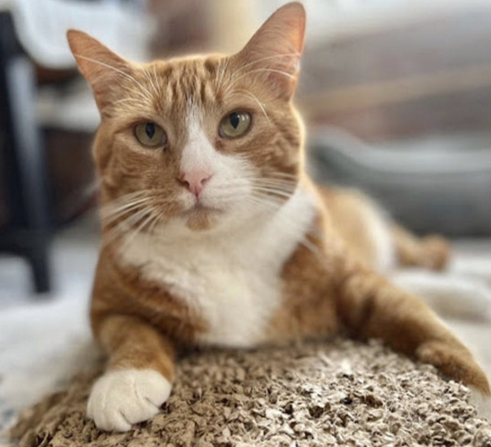 Screenshot 2025-08-13 at 11.37.49 AM orange cat lounging on a scratch pad - cat care in mystic ct