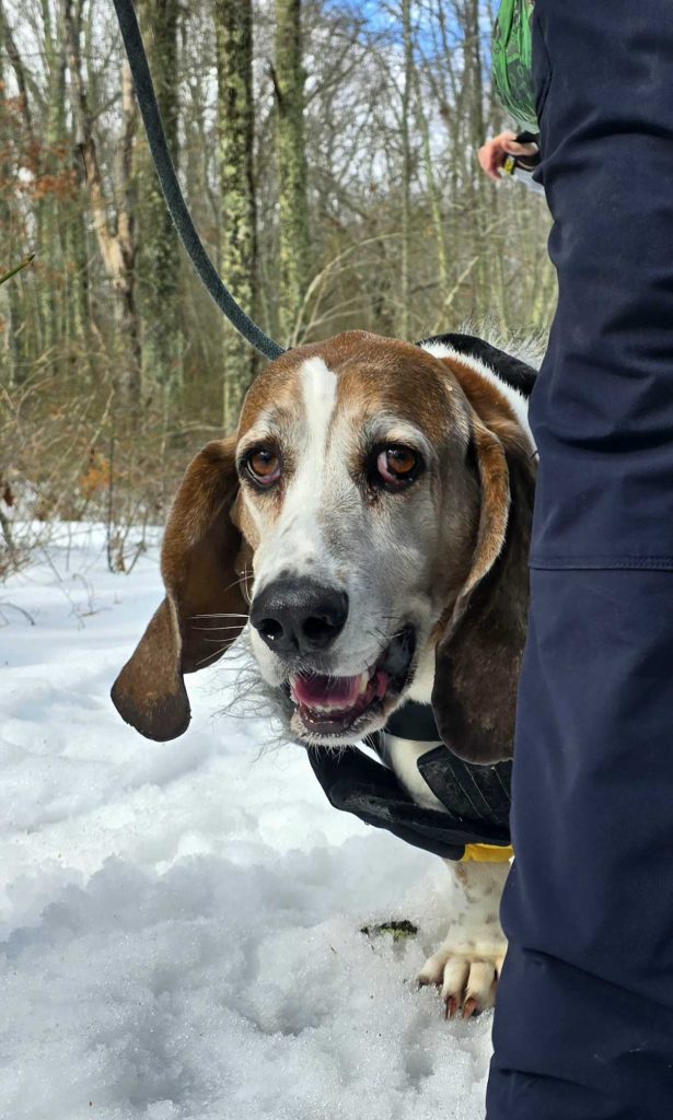 bowie, a basset hound, peeks out from behind a leg surrounded by snow at halley farm in groton ct