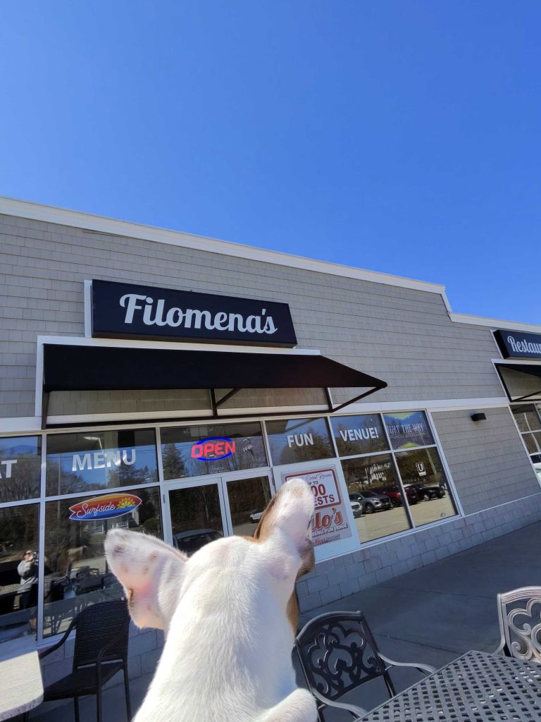 Figgy's ears with him looking at the Filomena's sign in Waterford ct