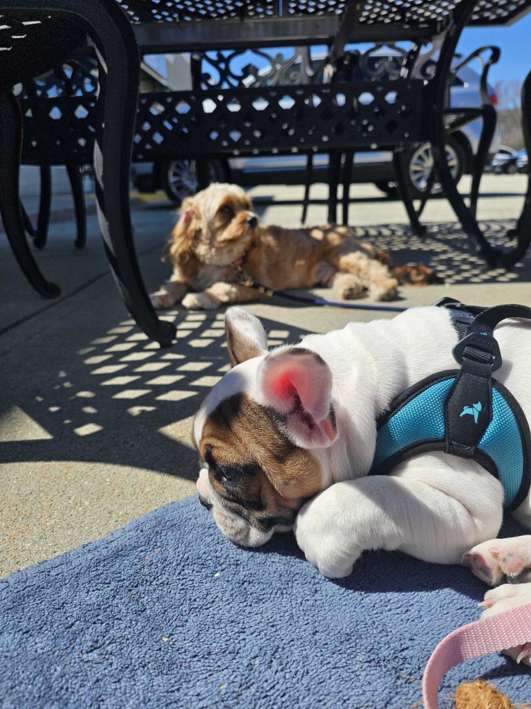 figgy the 10 week old french bulldog and Ollie the cavapoo laying outside on a blue blanket at filomeana's in waterford ct