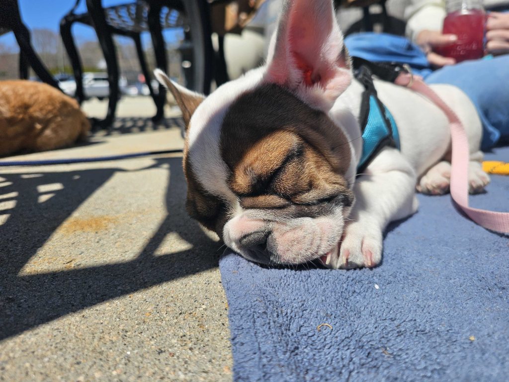 Figgy sleeping on a blue blanket in front of filomeana's in waterford ct