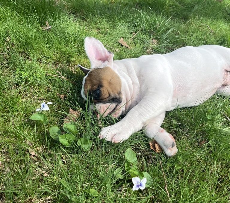 A Spring Morning in Waterford CT with Figgy 🐾☕