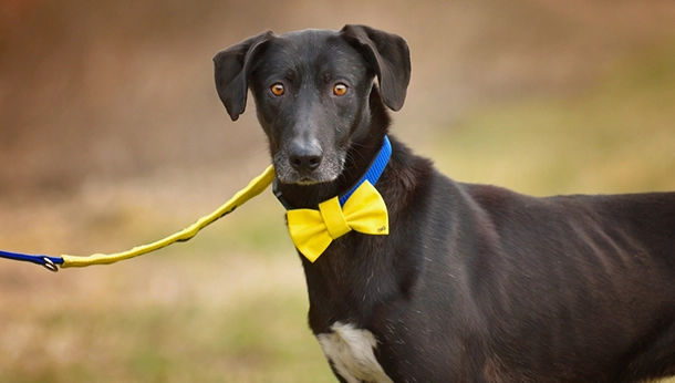 yellow dog project and why its important in southeastern ct in towns like nianic noank mystic east lyme stonington 
