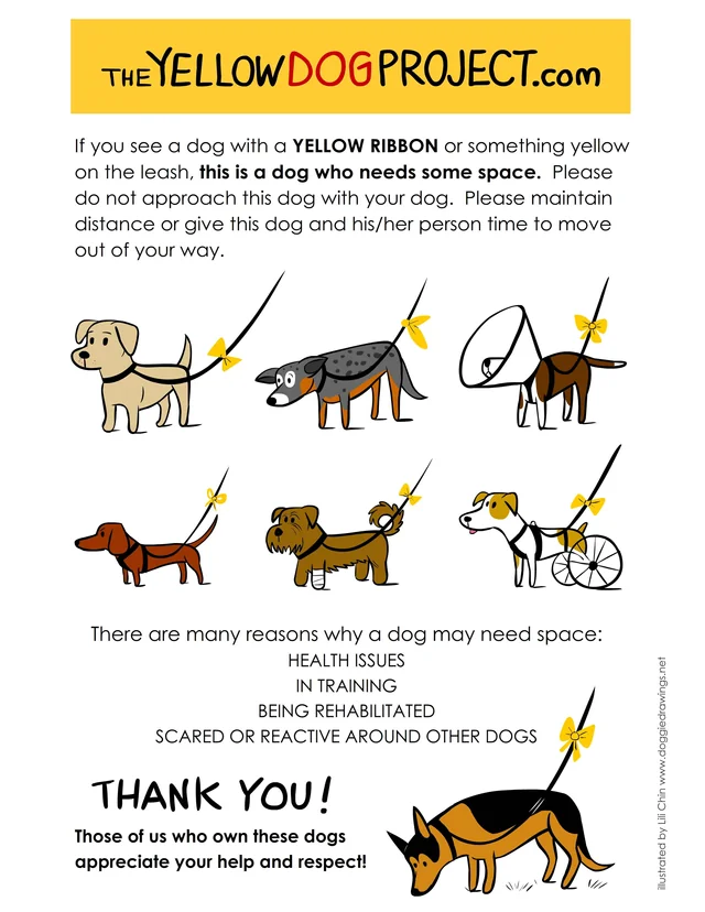 the yellow dog progect and why its important to know in southeastern ct