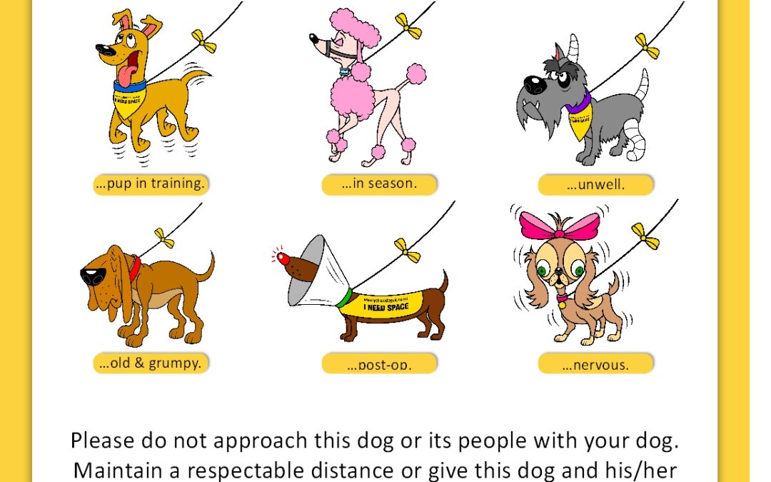 The Yellow Dog Project: Why Some Dogs Need Space – And Why It Matters Here in Southeastern CT