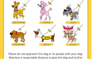 The Yellow Dog Project: Why Some Dogs Need Space – And Why It Matters Here in Southeastern CT