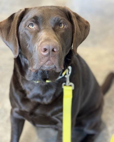 yellow dog project and why its important in southeastern ct towns like east lyme niantic noanic mystic stonington waterford ledyard uncassville montivlle