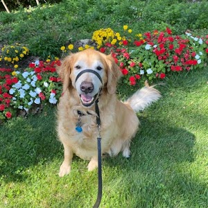 Barks and Recreation Dog Walking & Pet Care place picture